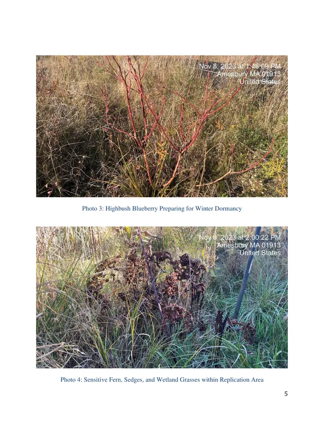 Page with two site photographs in Amesbury, Massachusetts. The upper image shows a highbush blueberry plant preparing for winter dormancy in tall grass, and the lower image shows sensitive fern, sedges, and wetland grasses within the replication area.